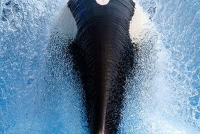 Фотоприкол фото