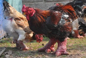  Курицы Донг Тао с драконьими лапами