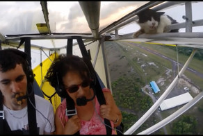 Нелегальный пассажир на борту