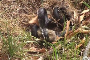 Храбрая крольчиха напала на змею, пытавшуюся съесть её кроликов