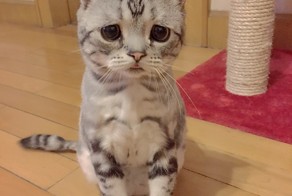 Грустная кошка по кличке Луху