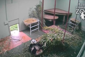 Просыпайтесь правильно! Нападение панды на гравитацию