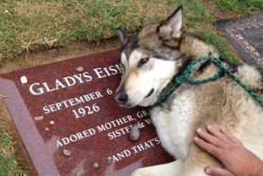 Волк зарыдал на могиле бабушки своей хозяйки