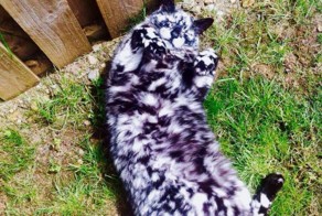 Кот пепельного окраса