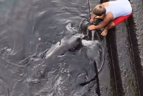 Дети кормят огромного ската из рук