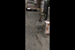 Енот пробрался на склад с алкоголем и хорошенько там порезвился