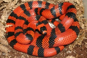 Животные, которых незаслуженно боятся люди