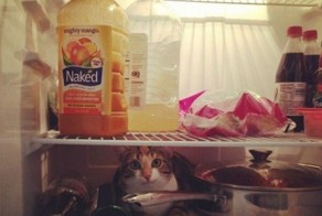 Фотоприкол онлайн бесплатно