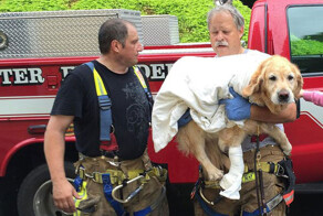 Собака-поводырь совершила героический поступок