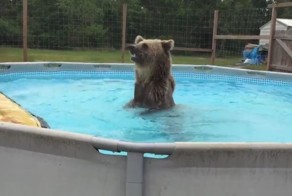 Медведь, который умеет отдыхать