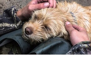 Спасение животных из затопленных дачных поселков Нижневартовска