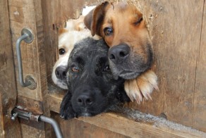 19 собак, которые просто хотели поздороваться 