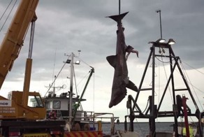 В Австралии случайно поймали редкую гигантскую акулу