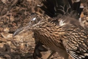 Никто не смеет обижать маленького дорожного бегуна. Никто