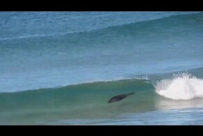 Морской котик покорил свою волну