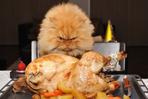 Братья наши меньшие, которые очень хотят кушать