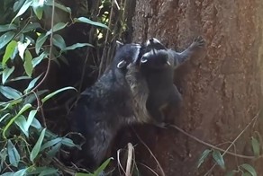 Мама-енот учит своего малыша забираться на дерево