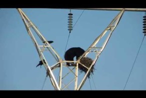 Медведь разорил воронье гнездо на опоре ЛЭП