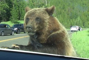 Медведь гризли "напал" на семью из США