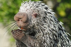 Дикобраз, который живет на дереве