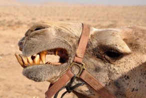 Как выглядит пасть верблюда