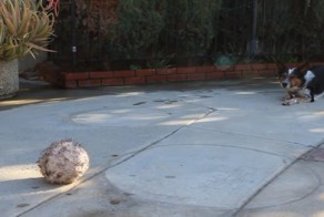 Самый сдержанный пёс в мире