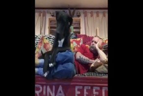 Собака мешает хозяину наслаждаться отдыхом