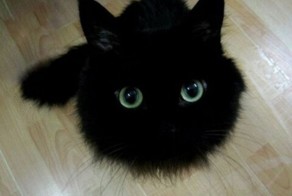 28 причин любить черных котов 