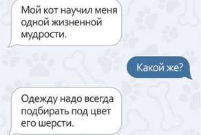 СМС о братьях наших меньших