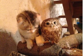 Котенок и совенок