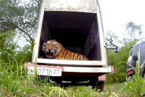 Амурского тигра выпускают на волю