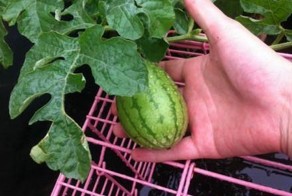 Фотоподборка