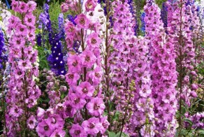 Цветы-убийцы