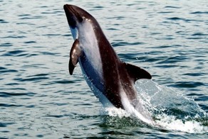 Дельфинов пост. Часть 1