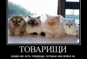 Пятничная подборка демотиваторов 