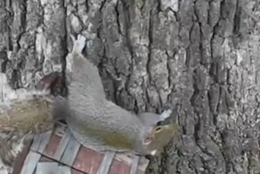 Белка наелась семечек забродившей тыквы