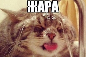 Фото онлайн