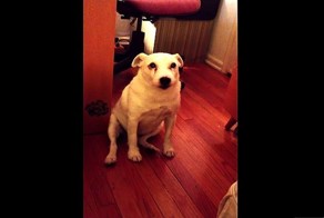 Этот пес знает, что провинился, но он нашел способ выйти из неловкой ситуации