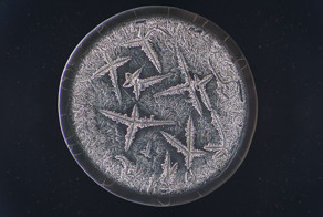 Фотограф Морис Миккерс делает уникальные снимки слёз под микроскопом