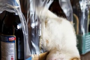 Смешные рисунки