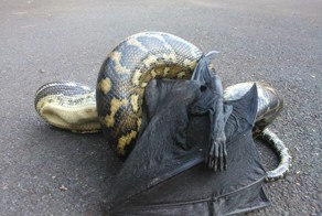 34 причины, почему Австралия - самая опасная страна