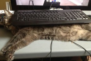 Фотоприкол