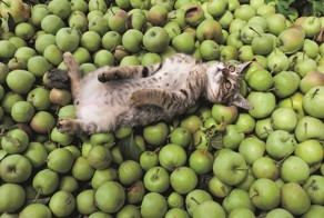 77 изумительных фотографий котов