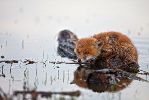 Фото онлайн