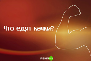 Что едят качки?