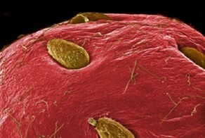 Еда под микроскопом