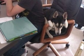 Смешной фотоприкол