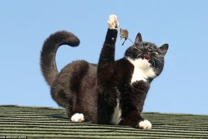 Как схватка Тома и Джерри выглядит в реальной жизни