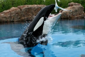 Смешной фотоприкол