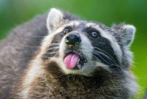 Социальный абсурд: мертвому еноту создали настоящий мемориал на улице 